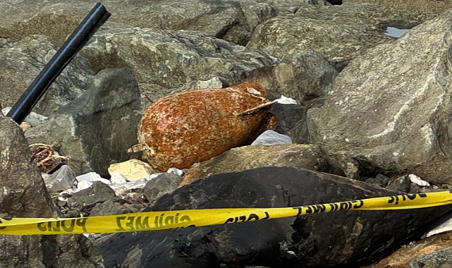 Sahilde Patlamamış Mühimmat Bulundu