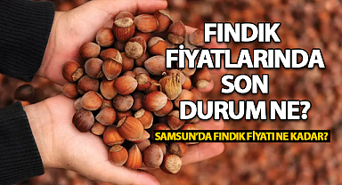 Samsun'da Fındık Fiyatlarında Son Durum!