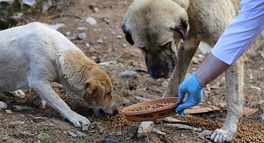 Belediyelere Her Sahipsiz Köpek İçin 71 Bin Lira Ceza Uygulanacak