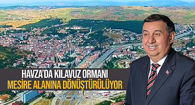 Havza'da Kılavuz Ormanı Mesire Alanına Dönüştürülüyor