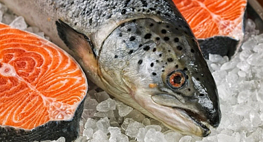 Norveç’te Kayıp Somon Krizi: Bulana Ödül Verilecek