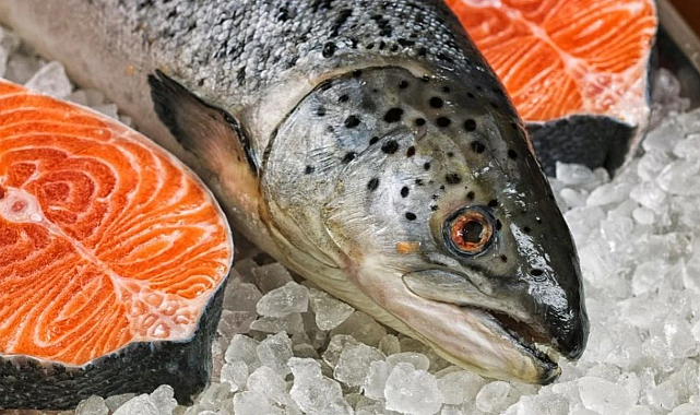 Norveç’te Kayıp Somon Krizi: Bulana Ödül Verilecek