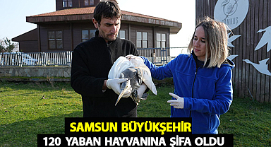 Samsun Büyükşehir 120 Yaban Hayvanına Şifa Oldu