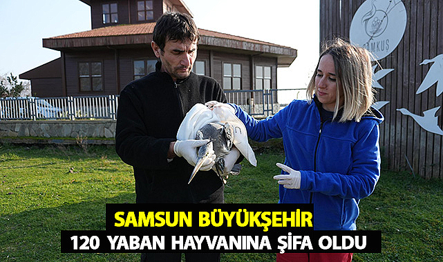 Samsun Büyükşehir 120 Yaban Hayvanına Şifa Oldu