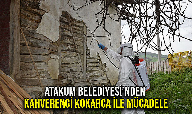 Atakum Belediyesi'nden Kahverengi Kokarca İle Mücadele