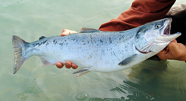 Doğu Karadeniz'den 2 ayda 8,6 milyon dolar somon ihracatı