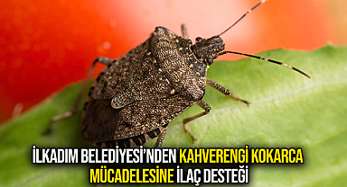 İlkadım Belediyesi’nden Kahverengi Kokarca Mücadelesine İlaç Desteği