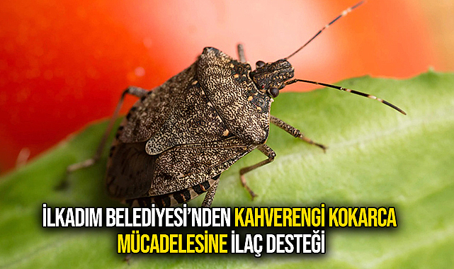 İlkadım Belediyesi’nden Kahverengi Kokarca Mücadelesine İlaç Desteği