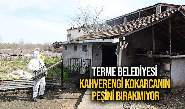 Terme Belediyesi Kahverengi Kokarcanın Peşini Bırakmıyor