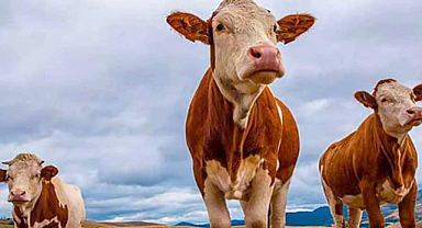 Vekaletle kurban kesim bedelleri açıklandı