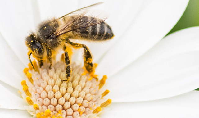 Bilim insanları alarm zilini çaldı: Arılar yeni tehditlerle karşı karşıya