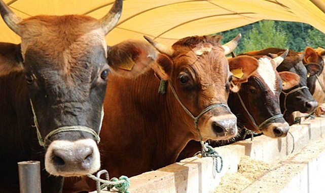 Kurban Bayramı'na sayılı gün kaldı... Kurbanlık hayvan düzeyi yeterli mi?