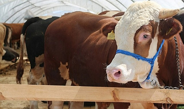 Kurban Bayramı öncesi kurbanlıklar için sıkı tedbirler