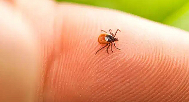 Kene Bir Can Daha Aldı