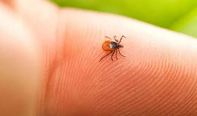 Kene Bir Can Daha Aldı