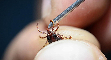 Kene Genç Çobanı Hayattan Kopardı