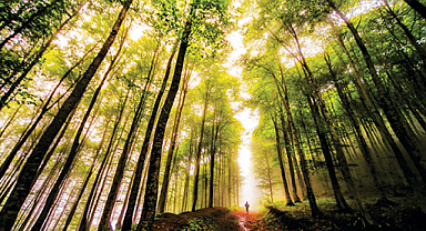 Türkiye'nin orman varlığı 23,4 milyon hektara ulaştı