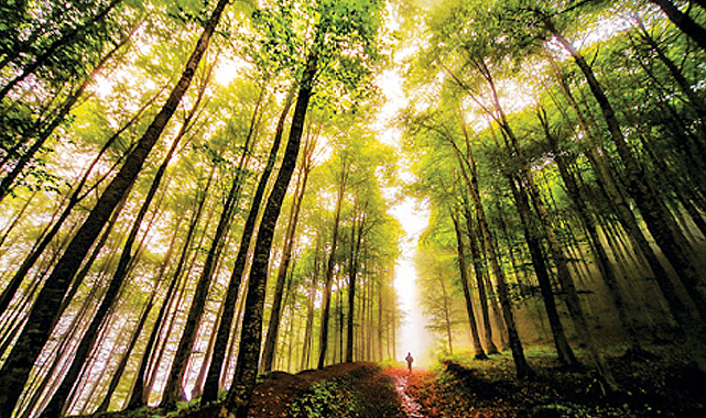 Türkiye'nin orman varlığı 23,4 milyon hektara ulaştı