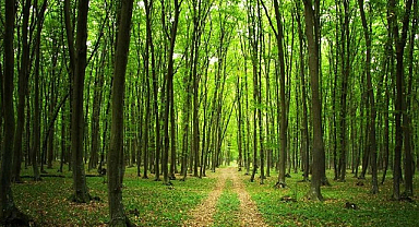 Yangın riski nedeniyle 47 ilde ormanlara girişler yasaklandı