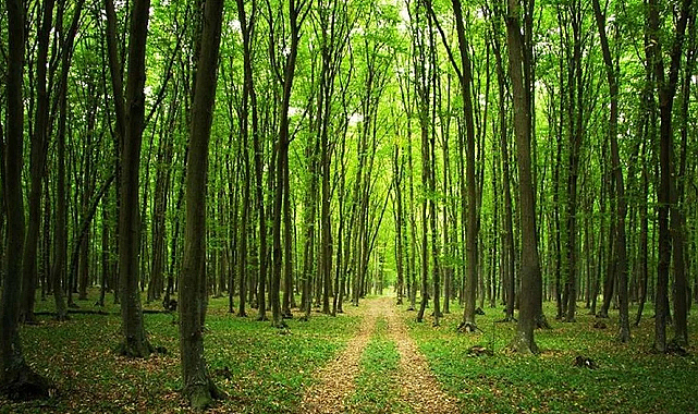 Yangın riski nedeniyle 47 ilde ormanlara girişler yasaklandı