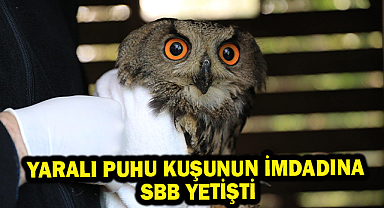 Yaralı Puhu Kuşunun İmdadına SBB Yetişti