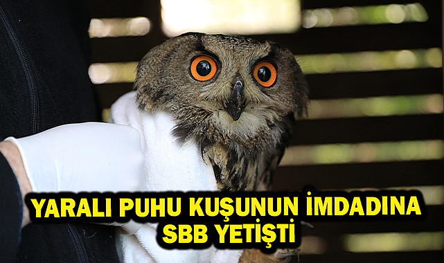Yaralı Puhu Kuşunun İmdadına SBB Yetişti