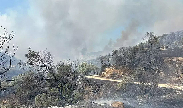 Aydın Efeler'de Orman Yangını!