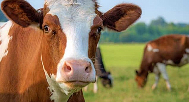 Bakanlıktan Yapay Et ve Hayvan Pazarı Açıklaması: İddialar Gerçeği Yansıtmıyor