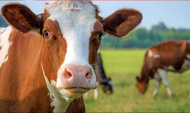 Bakanlıktan Yapay Et ve Hayvan Pazarı Açıklaması: İddialar Gerçeği Yansıtmıyor