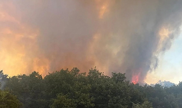 Çanakkale Ezine'deki orman yangını kontrol altına alındı
