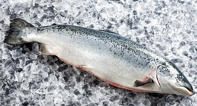 Doğu Karadeniz’in Somon İhracatı 6 Ayda 81,5 Milyon Doları Aştı