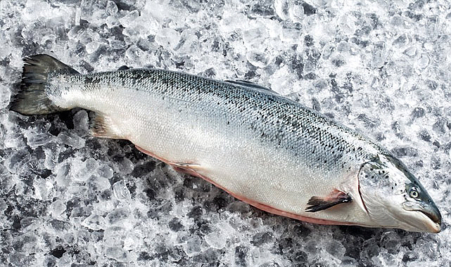 Doğu Karadeniz’in Somon İhracatı 6 Ayda 81,5 Milyon Doları Aştı