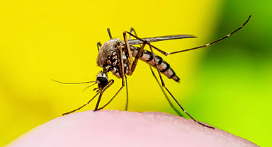 İtalya’da Batı Nil Virüsü Vaka Sayısı Artışta