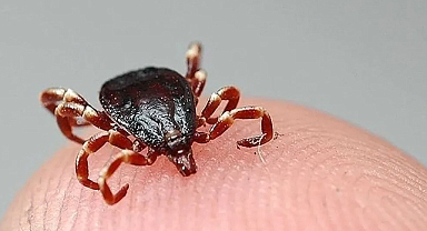 Kayseri'de Kkka Şüphesiyle Tedavi Gören Bir Kişi Hayatını Kaybetti