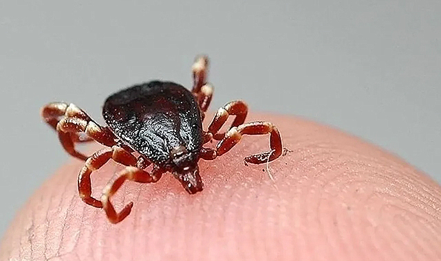 Kayseri'de Kkka Şüphesiyle Tedavi Gören Bir Kişi Hayatını Kaybetti