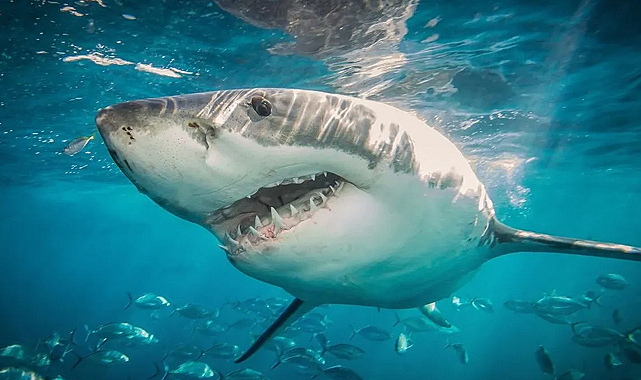Marmara’da oksijen krizi: Köpek balıkları kıyıya yöneliyor
