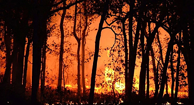 Mersin'de Orman Yangını Çıkaran Şahıs Tutuklandı
