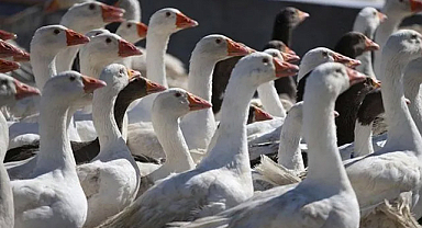 Ordu'da Kaz Yetiştiriciliği Yaygınlaşıyor