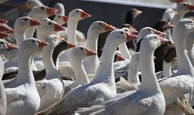 Ordu'da Kaz Yetiştiriciliği Yaygınlaşıyor