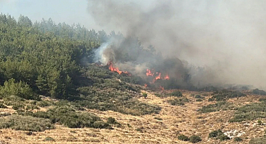 Orman yangınlarına ilişkin soruşturma: 13 kişi tutuklandı