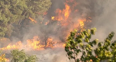 Sakarya Geyve'de Orman Yangını: İki Mahalle Tahliye Edildi