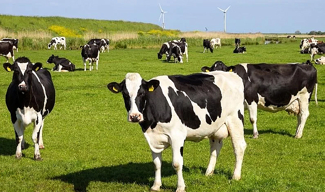 Şap Hastalığına Karşı Önlem, Hayvan Pazarları Geçici Olarak Durduruldu