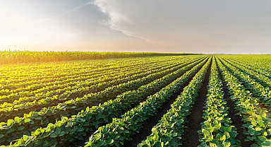 TÜİK’ten Tarımda Büyük Veri Hamlesi: Sayım Seferberliği Başladı