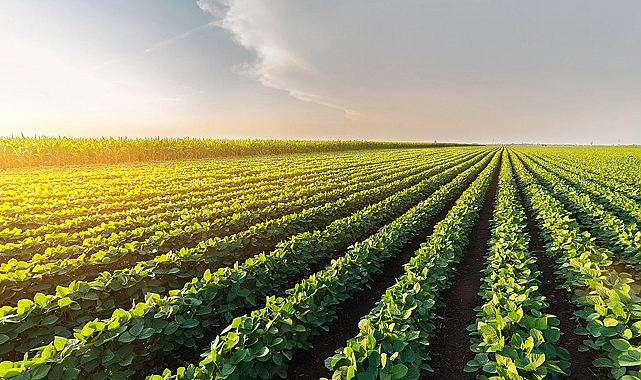 TÜİK’ten Tarımda Büyük Veri Hamlesi: Sayım Seferberliği Başladı