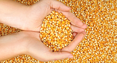 Türkiye’den Mısır Tohumunda 5 Yıllık İhracat