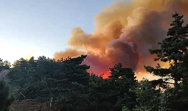 Adana İmamoğlu'nda Orman Yangını