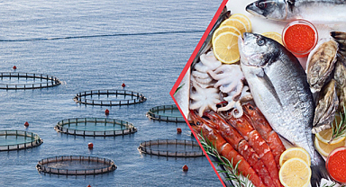 Doğu Karadeniz su ürünleri dünyaya ihraç ediliyor