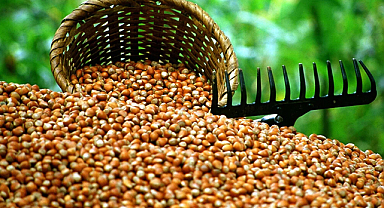 Fındık İhracatından 7 Ayda 1,3 Milyar Dolar Gelir Sağlandı