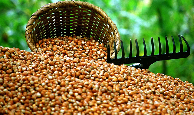 Fındık İhracatından 7 Ayda 1,3 Milyar Dolar Gelir Sağlandı