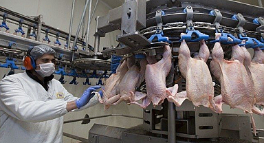 Haziran Ayında Tavuk Eti Üretimi Rekor Artış Gösterdi